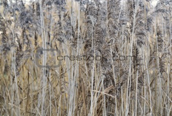 Tight Composition of Pond Reeds.