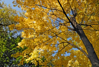 Maple tree in autumn colors