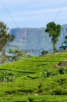 Green tea fields on highlands