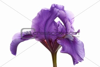 Purple flower of a dwarf bearded iris