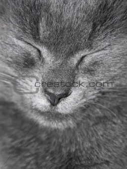 Gray British cat is sleeping