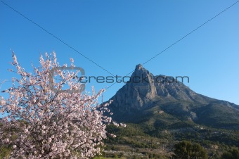 Almond tree against the Puigcampana