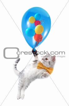 cute silver tabby Scottish cat with bow and  ballons