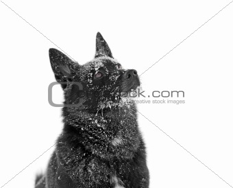 Black dog in winter