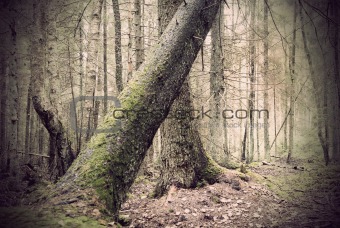 Fallen tree in spooky forest