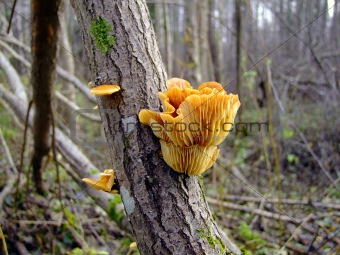 yellow mushrooms on a tree in a autumn forest