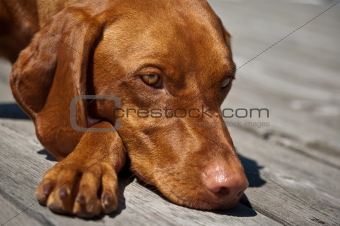 Vizsla Dog Closeup