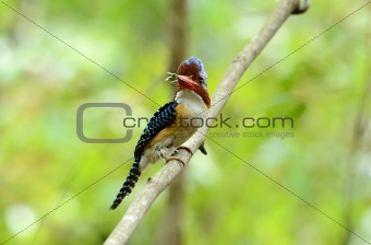 male banded kingfisher