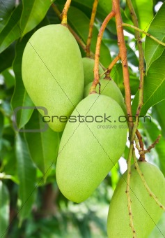 Mango tree 