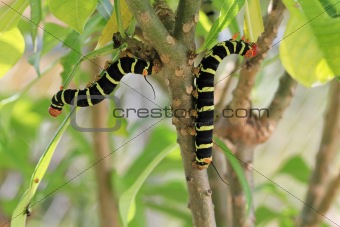Colorful Tetrio Sphinx Caterpillar Eating