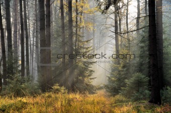 The sun's rays in a misty spruce forest