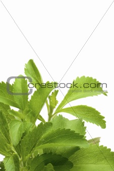 stevia plan decorative background