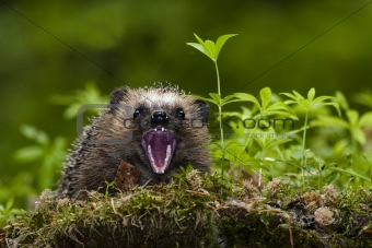 Hedgehog showing teeth
