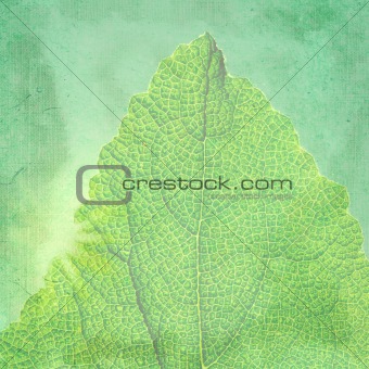 Green vintage background with a texture leaf.