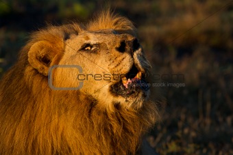 Regal old male lion roaring in the African wilderness