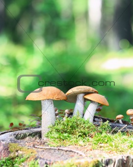 Orange Cap Boletus mushrooms (Leccinum aurantiacum) 