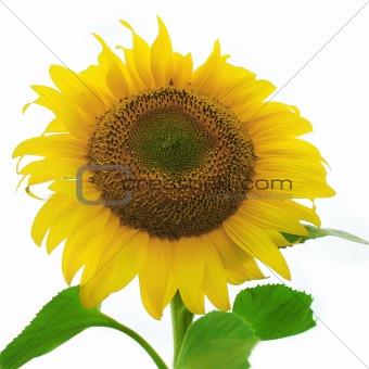 A ripe sunflower isolated on white background