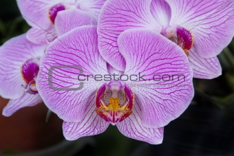 Purple orchid - phalaenopsis, on dark background