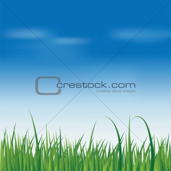 fresh green grass over blue sky
