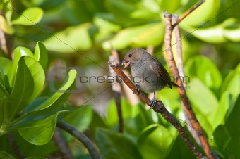 Female Lesser Antillean Bullfinch perched on a branch.