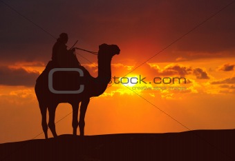 Camel on desert during sunset