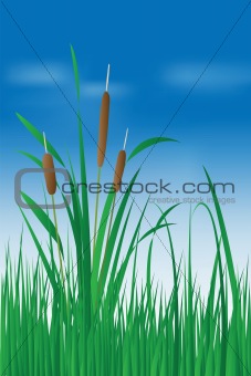 Reed plant over blue sky