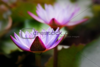 Blue water lily with dewdrops glowing in sunlight