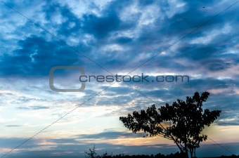tree silhouette and sky