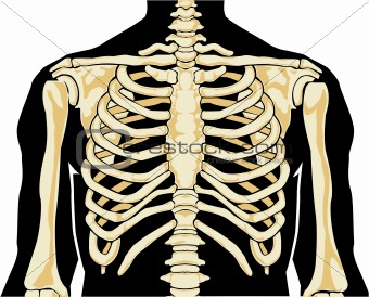 Human skeleton. Chest
