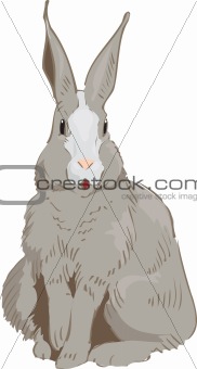 Rabbit Drawn