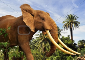 african elephant 