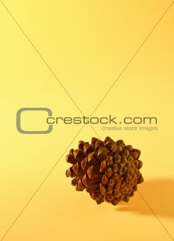 pinecone in background