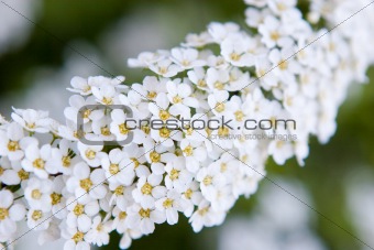 white small flowers