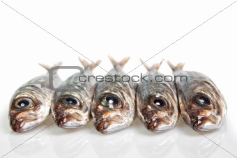 Raw mackerel on the table. On a white background.
