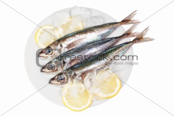 Three raw mackerel in ice and lemon. On a white background.