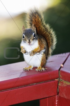 Red squirrel on railing