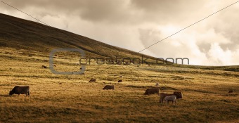 Herd of cattle at sunset