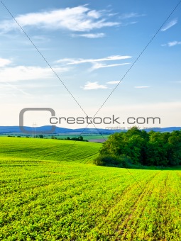 Cultivated countryside