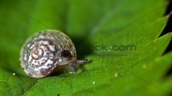 Snail on a leaf