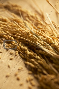 wheat lay on linen