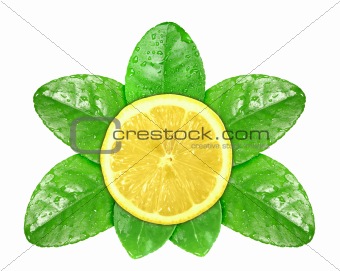 Lemon fruit on green leaf with dew