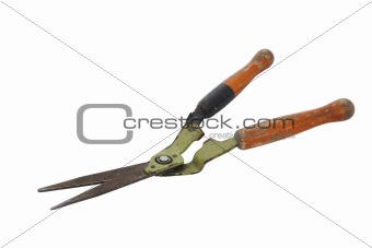 Old and rusty garden shears. 