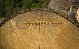 End view of cut tree 