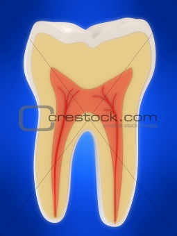 human tooth