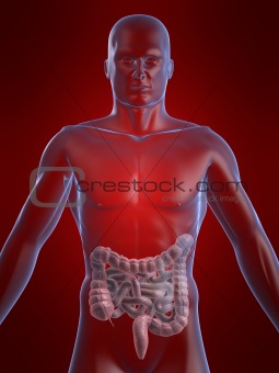 human colon