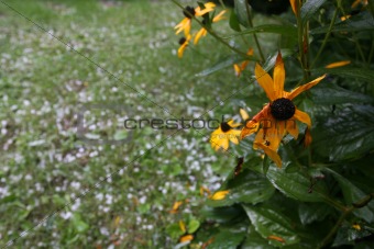 Lonesome flower in heavy hailstone