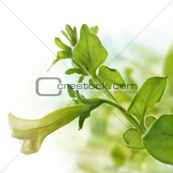 petunia pendula over green and white background