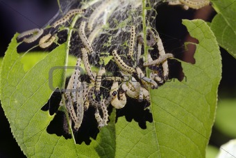 Bird-Cherry moth caterpillar