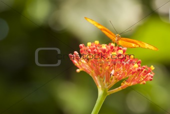 Beautiful Orange Butterfly on Colorful Flower Against Green Background.