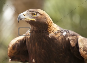 Beautiful California Golden Eagle Against Foliage Background.